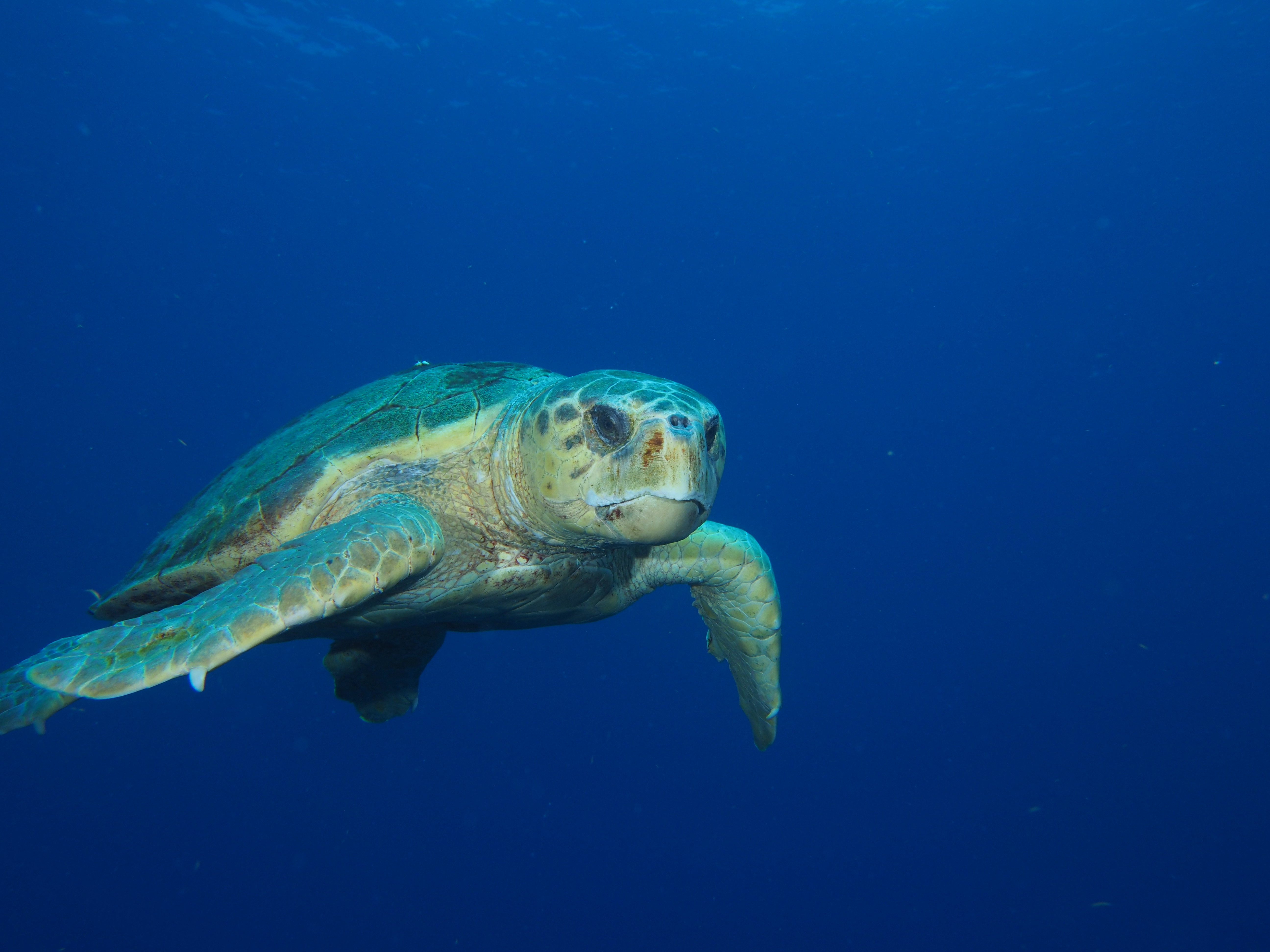 Turtle